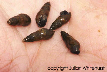 Mud snails